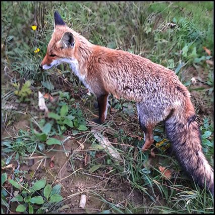 jeune renard,
Vulpes vulpes,
Meuilley jeune renard,
Vulpes vulpes,
Meuilley